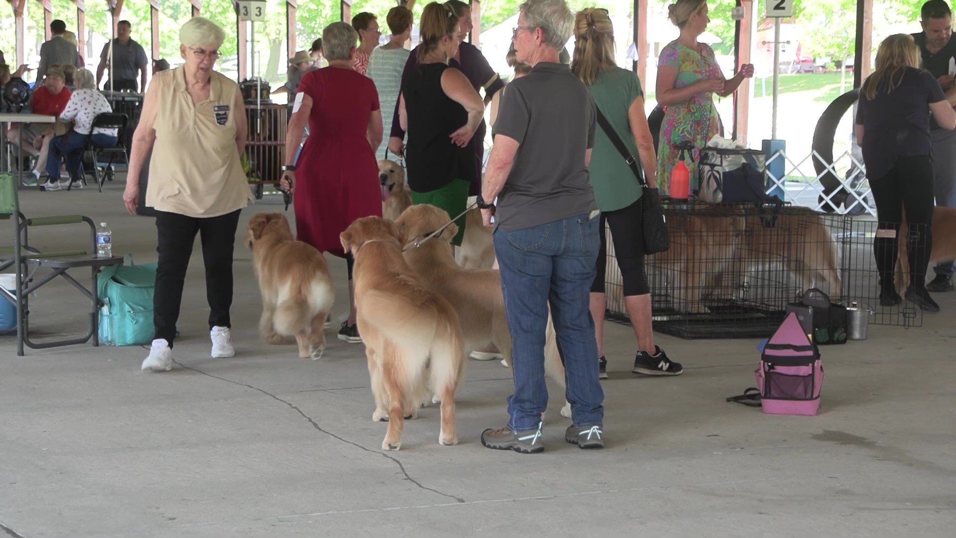 Hundreds of dogs compete at Western Ohio Summer Cluster show